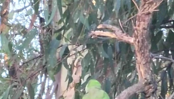 Parsimonia - San Javier