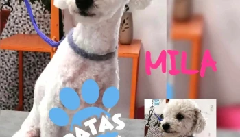 Patas estética canina - 80000 San José De Mayo