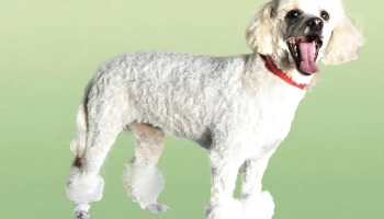 Peloss Alma Estética canina - 30000 Minas