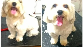 Peluna - 11400 Montevideo