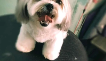 Peluqueados Peluqueria Canina - 30000 Minas