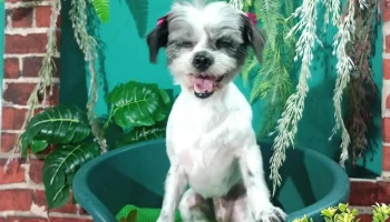 Peluquería Canina - 40000 Rivera