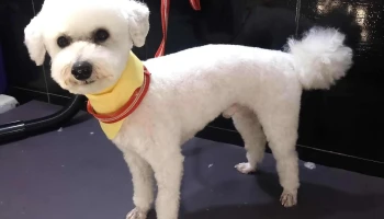 Peluqueria canina - 90700 Santa Lucía Peluqueria canina - 90700 Santa Lucía