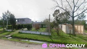 peluqueria canina - Jamaica