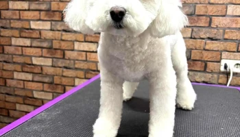 Peluquería Canina Karen's - 11900 Montevideo Peluquería Canina Karen's - 11900 Montevideo