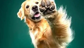 Peluquería canina kukyy - Adrian Medina S 725