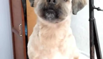 Peluqueria Canina Pequeñopet - 33000 Treinta Y Tres Peluqueria Canina Pequeñopet - 33000 Treinta Y Tres