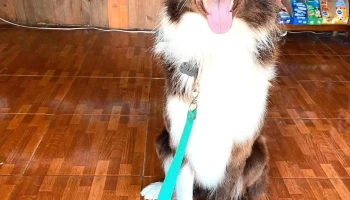 Peluquería y Pet shop ChesyChel - George Washington