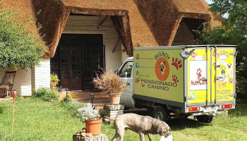 Pensionado Canino Big Boy - 15900 Progreso Pensionado Canino Big Boy - 15900 Progreso