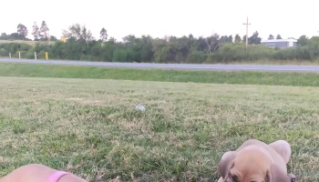 Perro Verde - Paysandú