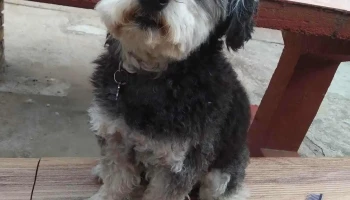 Perruqueria Tití - 15500 Joaquín Suárez