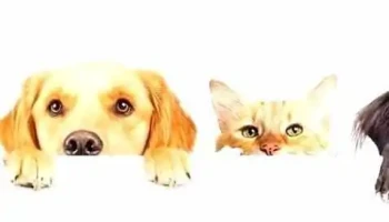 Pet mas colon - 12500 Montevideo