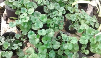 Planta de Envasados Organicos: Nuevo Amanecer - 91600 San Jacinto