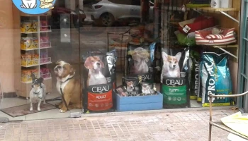 Porotino Petshop - 11300 Montevideo