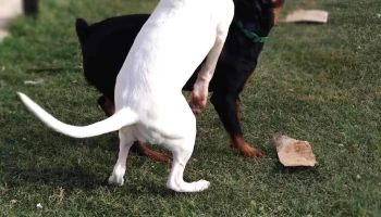 Provisión Mayge - 75100 Dolores