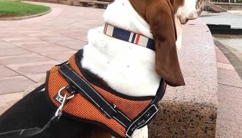 PuntoVet 5 - 11300 Montevideo