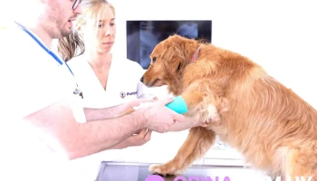 PuntoVet 7 - 11800 Montevideo