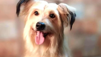 PuntoVet 8 (Los Teros) - Zapicán 2892