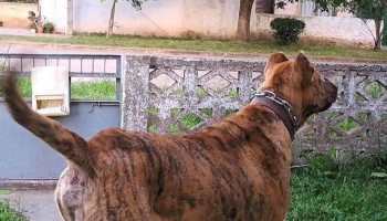 Raíces del Zucará - Atanasio Sierra