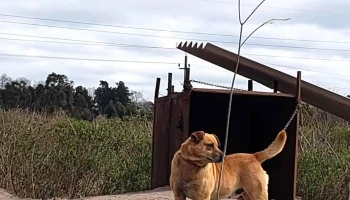 Refugio Canino - C. Dr. Horacio Vachelli