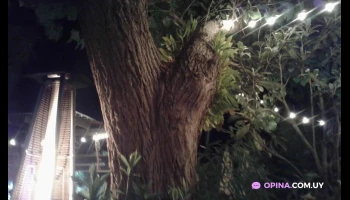 Restaurante Orishas - La Paloma Restaurante Orishas - La Paloma