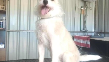 Rj peluquería canina - 15200 Atlántida