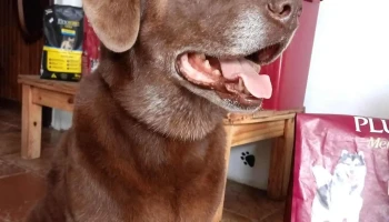 Service Pets - 20000 Maldonado