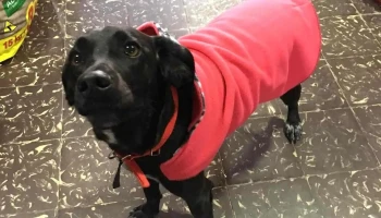 Servicios Veterinarios del Este - 27000 Rocha