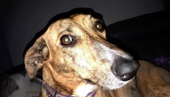 Servicios Veterinarios Dra Natalia Bruno - Intendente Lois Esq Servicios Veterinarios Dra Natalia Bruno - Intendente Lois Esq