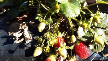 Sfr San Bautista - 91200 San Bautista