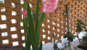 Supermercado Brasilia - 11800 Montevideo