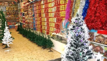 Turkos al costo Young - 65100 Young