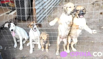 Urgencia Animal Durazno - 97000 Durazno