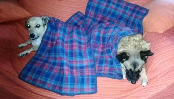 Veterinaria 8 de Octubre - Av. 8 De Octubre & Vera