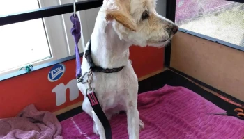 Veterinaria Animal Vet - Av. A La Playa Esquina