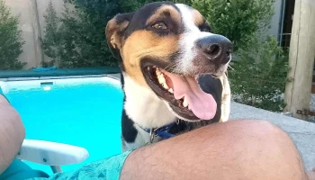 Veterinaria Appaloosa - 11600 Montevideo