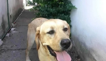 Veterinaria Azul - 11700 Montevideo