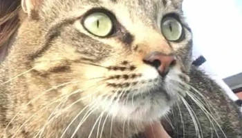 Veterinaria Biarritz - 11300 Montevideo