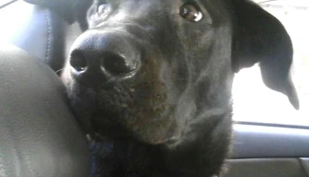 Veterinaria Boston - 11500 Montevideo