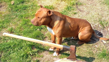 Veterinaria Buena Pata - 12900 Montevideo