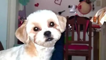 Veterinaria Cálice - 11200 Montevideo