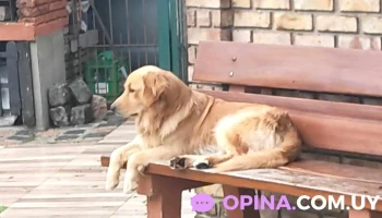 Veterinaria Candelaria - 11400 Montevideo