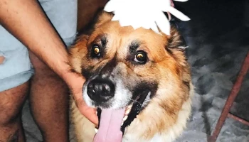 Veterinaria Capurro & Peluquería Canina - Montevideo