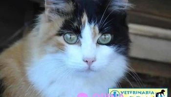 Veterinaria Central - 90000 Canelones