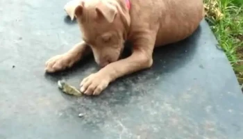 Veterinaria Cibils - 12600 Montevideo