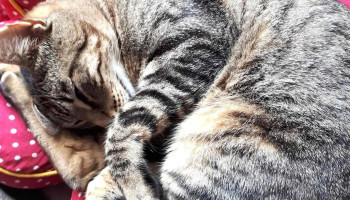 Veterinaria Concepción - 11400 Montevideo