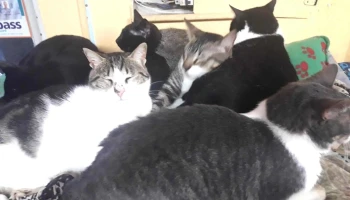 Veterinaria Corazon Azul - 11600 Montevideo