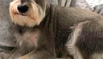 Veterinaria Cuchilla Grande - Montevideo