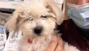 Veterinaria Del Cerro - 12800 Montevideo