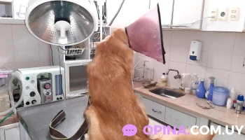 Veterinaria Del Litoral - Neyra